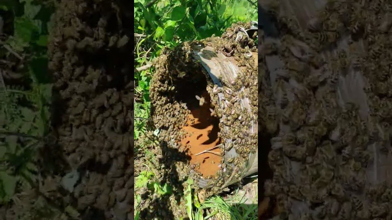 Рой собирается в роёвне смотреть онлайн