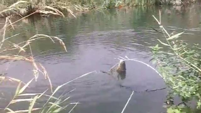 Dzknotsutun. Ribalka.храмуля Армения. смотреть онлайн