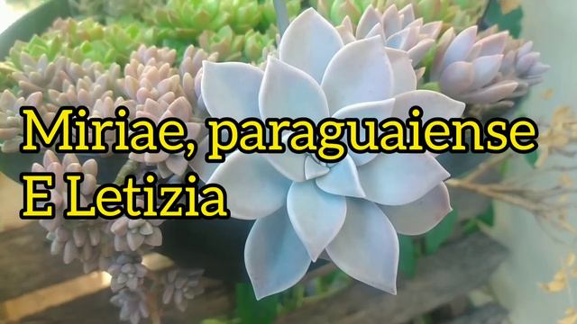 Você pode ter SUCULENTAS LINDAS, cultivando em substrato simples. смотреть онлайн