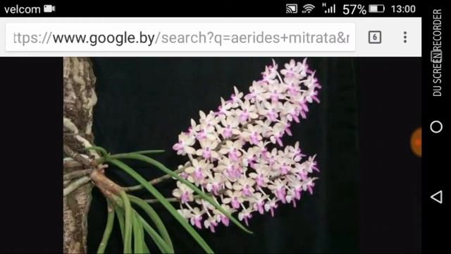 Заказ орхидей Miki Orchid. смотреть онлайн
