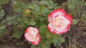 Розы - первогодки из питомника "Роза - Кубань"