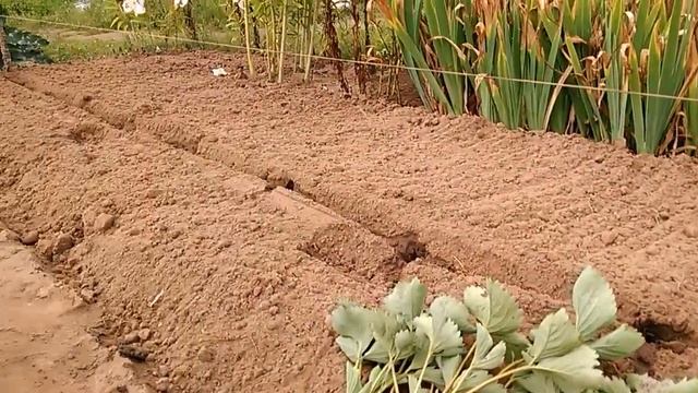 Клубника, сорт Максим, средняя. 12.08.17. Посадка. смотреть онлайн