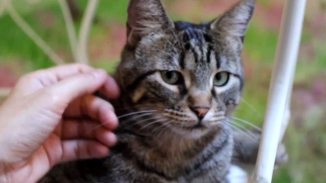 Cat cafe, Adopt a cat! Espai de Gats Barcelona смотреть онлайн
