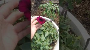 Мои петунии? тайдалы изи вейв и  вегетативная петуния?#обзор