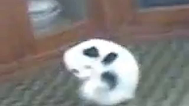 My pet trying to catch tail смотреть онлайн