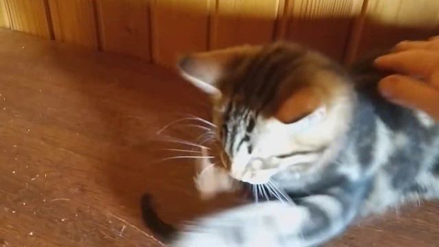 Сибирский котенок Кузя Корона Сибири, 3,5 месяца смотреть онлайн