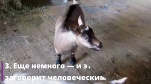 5 животных, которые кричат, как люди