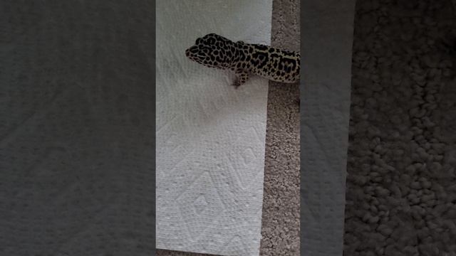 #hinata #the #lavender #snow #leopardgecko #eating #the #4th #of #the 3 pupas #part 4 #reptile #pet смотреть онлайн