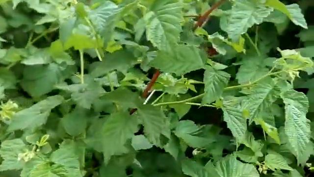 Пересадила кактусы. Мой небольшой огород. Курочки-цыплятки. 19.05.2020 смотреть онлайн