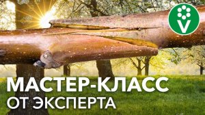 Как ПРИВИВАТЬ ПЛОДОВЫЕ ДЕРЕВЬЯ? 2 способа, которые получатся у каждого!