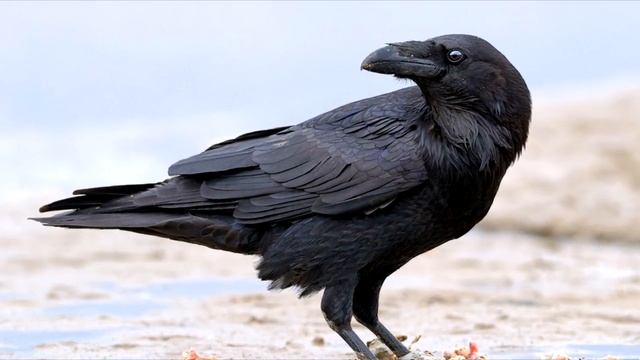 СЛОНЫ-ХУДОЖНИКИ И ГОВОРЯЩИЕ ВОРОНЫ смотреть онлайн