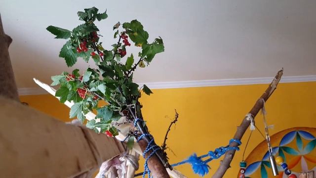 Уфф! Жарко!!! Попугаи Ара, какаду и Гиацинтовый Ара искупались и балдеют! смотреть онлайн