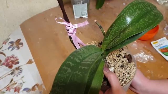 Заболевания листьев орхидей#Причины#Профилактическая обработка медьсодержащими препаратами смотреть онлайн