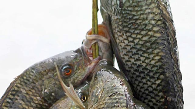 UNBELIEVABLE Creatures Enhanced By Science смотреть онлайн