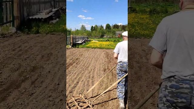 #Shorts СЕЮ СИДЕРАТ ЛЮЦЕРНУ, БОРОНЮ ПАШНЮ, МОЯ БОРОНА/ЖИВУ на СЕЛЕ*СЕЛЯНИН смотреть онлайн