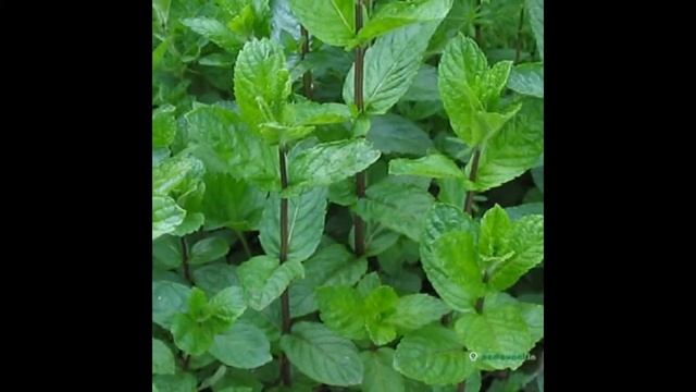 Монастырский чай для похудения, правда или развод монастырский чай для похудения смотреть онлайн