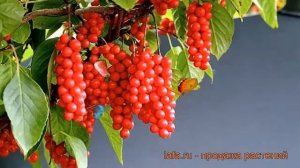 Лимонник китайский Садовый №1 (sadovyy №1) ? обзор: как сажать, рассада лимонника Садовый №1