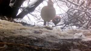 ПЕТЛЯ НА ФАЗАНА В ДЕЙСТВИИ