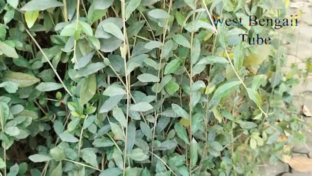 Garden Tips 42 || Accurate Indian Jasminum Nudiflorum Plants With Natural View