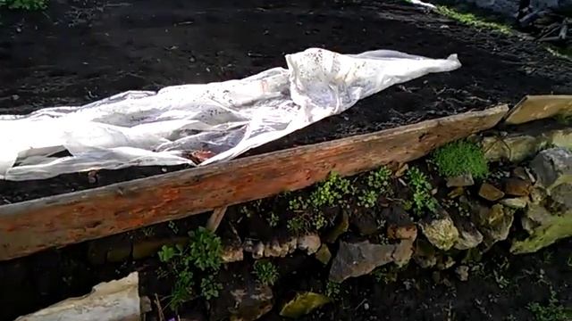 Выращивание редис СОРА. Огород. Сад. смотреть онлайн