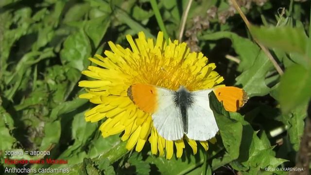 бабочка Зорька - Anthocharis cardamines смотреть онлайн