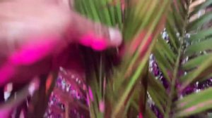 Уход за финиковой пальмой в ноябре (осень/зима), Подготовка ПАЛЬМ к зимовке