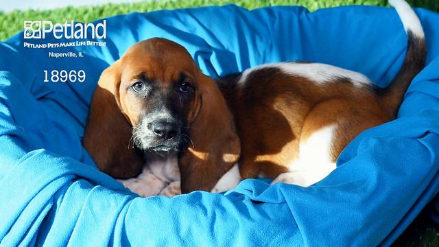 Бассет хаунд (Basset Hound)