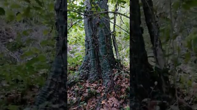CEIBA BONGA смотреть онлайн