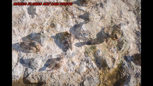 Lenses With Different Focal Lengths, Test For Pentax K-70 Digital SLR 2, Birds, смотреть онлайн