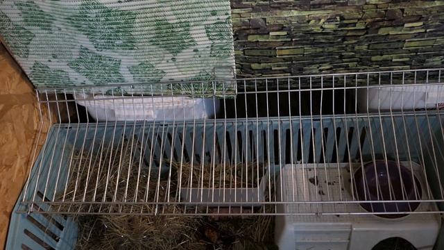 #ВВП_птенец Татоша 1,5 месяца #ЗАВТРАК 21/10/2022 #хомяк_кэмпбелла Фисташка родила деток от Финика смотреть онлайн