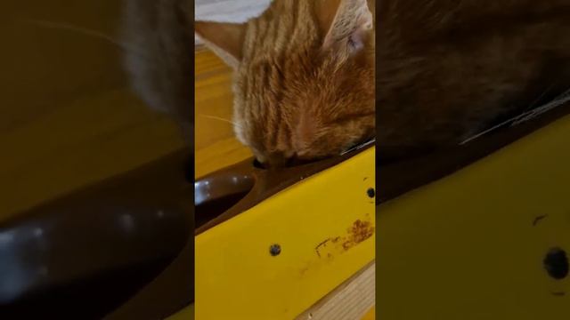 кот ест корм смотреть онлайн
