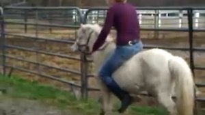 Girl Riding Mini Horse. Pony