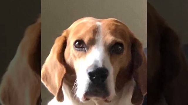Pancho el perro hablador! Chiste!! Que hace un perro con un taladro? смотреть онлайн