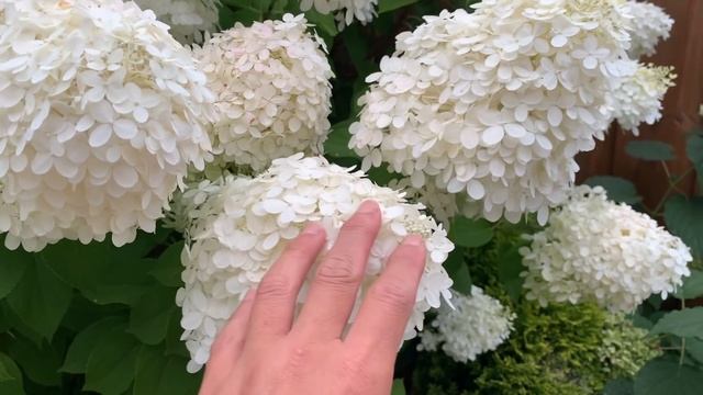 Differences & Similarities Between Bobo Hydrangea Vs. Little Lime Hydrangea Vs. Limelight Hydrangea