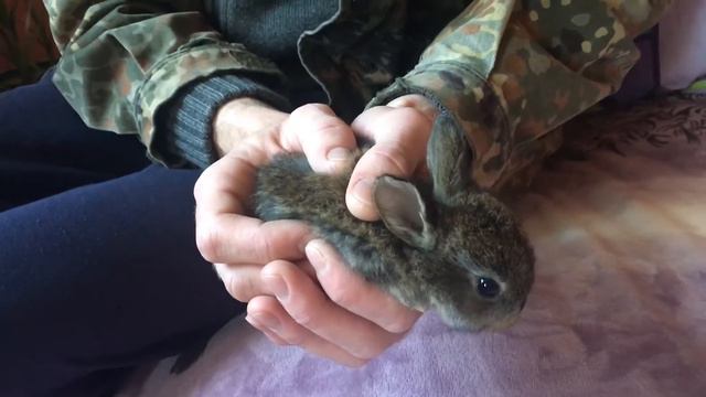 Домашние питомцы,по характеру поведения подобны кошкам,прекратите их есть!!! смотреть онлайн