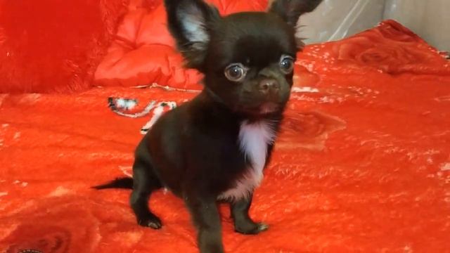 Красивейшая длинношерстная шоколадная девочка чихуахуа смотреть онлайн