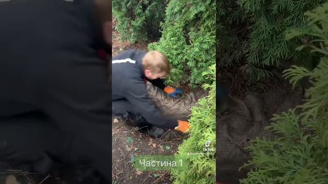 Выкопка и формировка кома 80см на 60см,Туя смарагд и можжевельник , смотреть онлайн