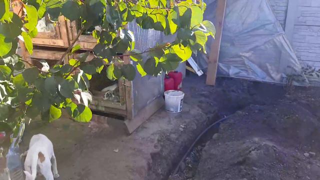 Опять пополнения кроликов дурдом что с ними делать? смотреть онлайн