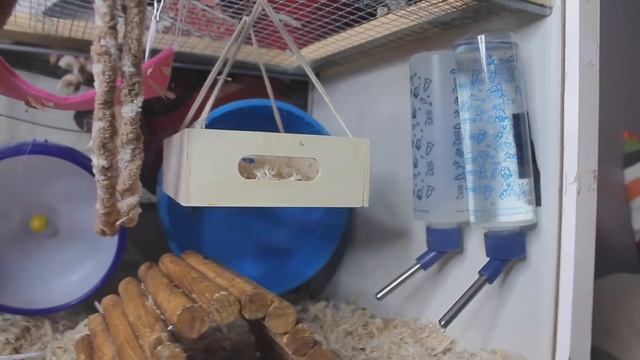 Large IKEA Detolf Mouse Cage Tour + Cute Mice | Mouse Care смотреть онлайн