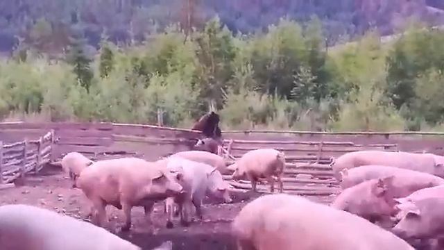 ЖЕЕЕСТЬ.Меведь съедает заживо СВИНЮ смотреть онлайн