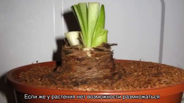 Почему не цветет амариллис дома — что делать смотреть онлайн