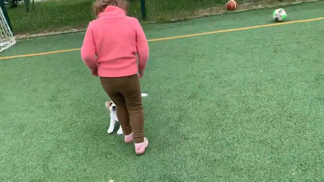 Щенки Джек Рассел терьера Габриелла и Грэй смотреть онлайн