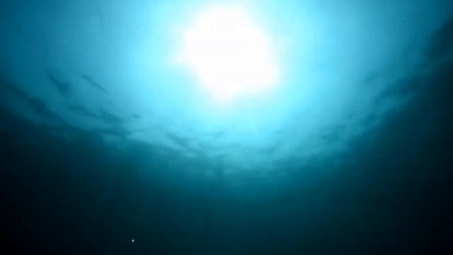 Дайвинг на Японском море смотреть онлайн