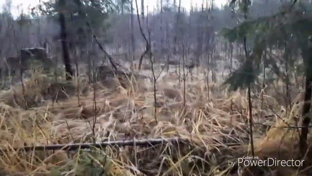Охота с Альтой 28.10.19. смотреть онлайн