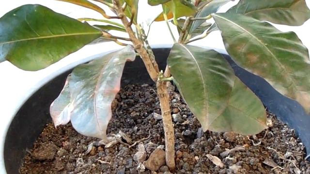 Croton - Codiaeum Variegatum смотреть онлайн