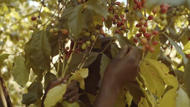 Supporting Coffee Farmers In Rwanda | One Tree Planted