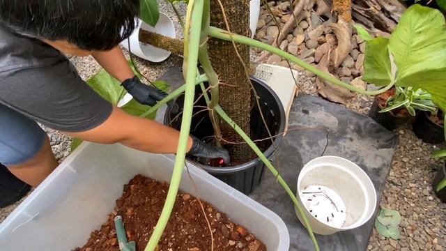 HUGE PHILODENDRON PARAISO VERDE | HOW TO PROPAGATE PHILODENDRON