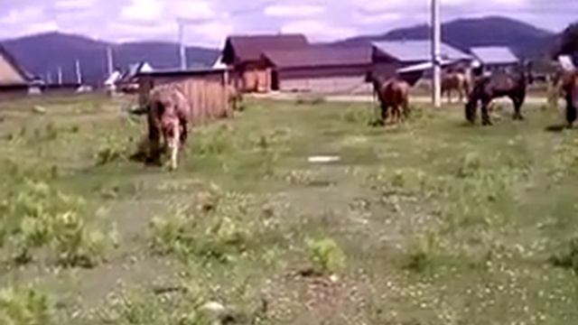 Табун лошадей в окрестностях села Турочак в Горном Алтае (2021) смотреть онлайн