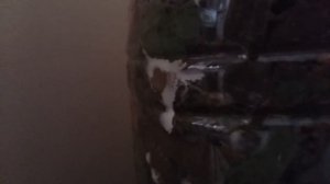 №5 ? Делюсь опытом выращивания Вешенки  в Опилках  Часть 5