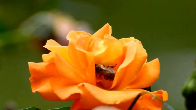 ЛЕНА ХЕППИ ВОНЯЕТ ДУШОЙ И ТЕЛОМ. ПОЛНЫЙ ПРОВАЛ В АМЕРИКЕ У LENA HAPPY!  #ЛенаХеппи #lenahappy